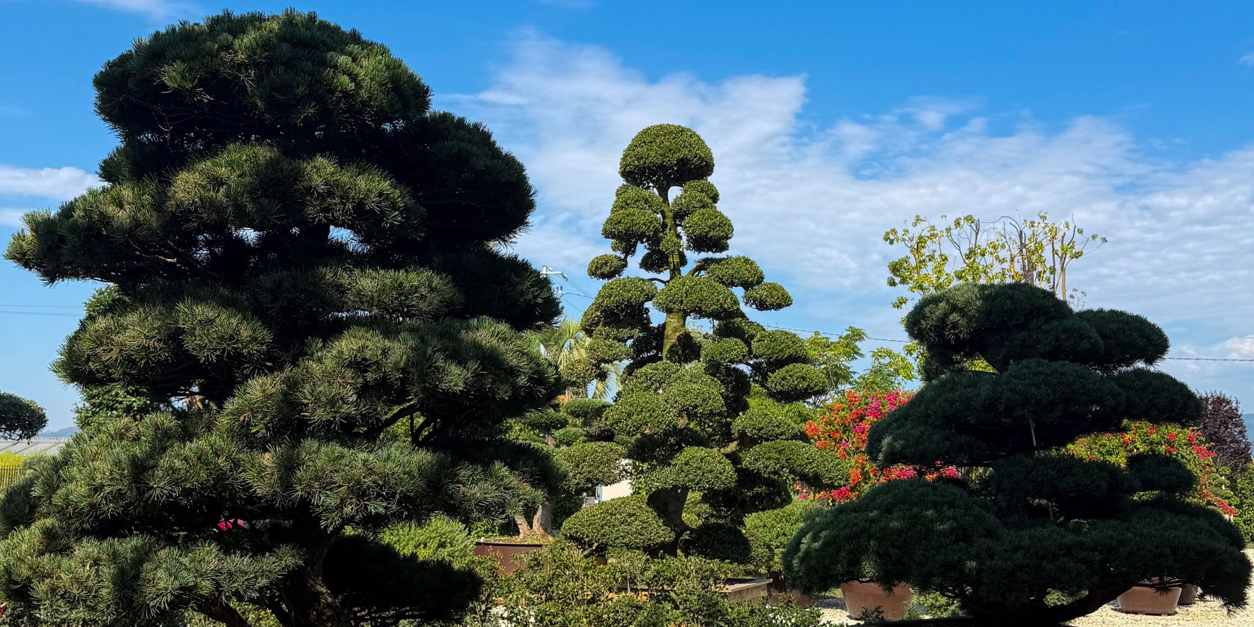 Quel arbre décoratif choisir pour ton jardin ?