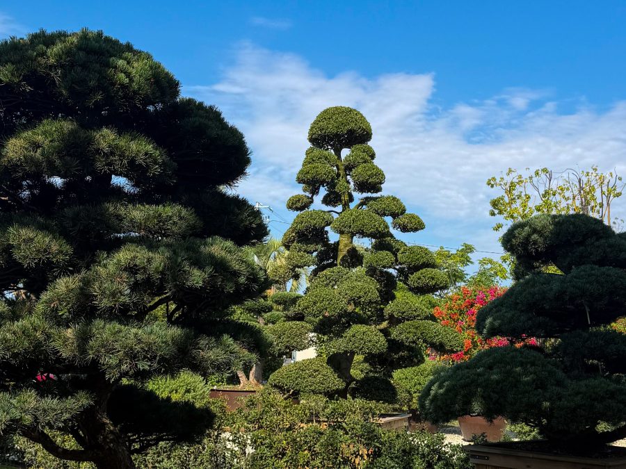Quel arbre décoratif choisir pour ton jardin ?