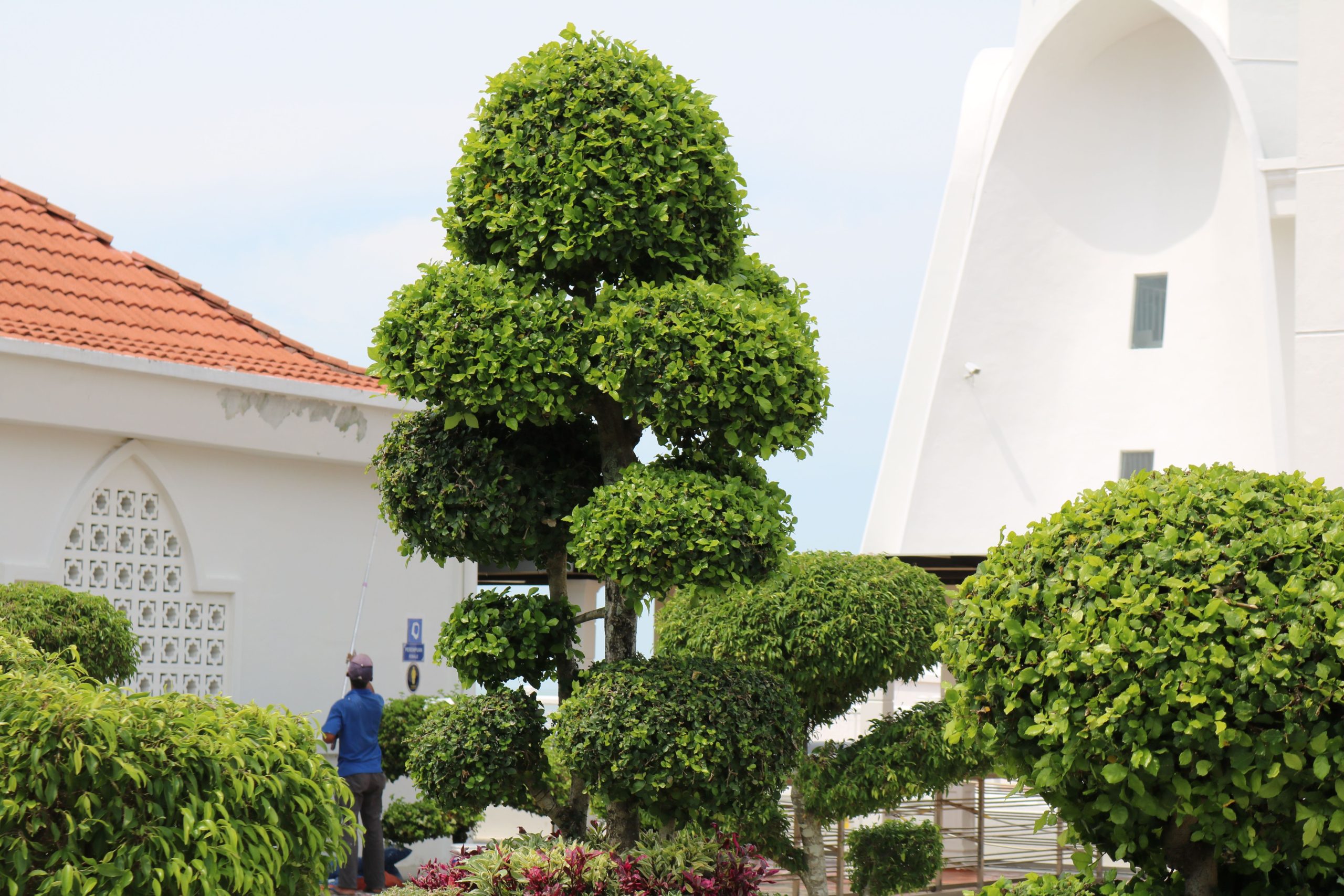 Jardin topiaire moderne avec arbres decoration bien entretenus