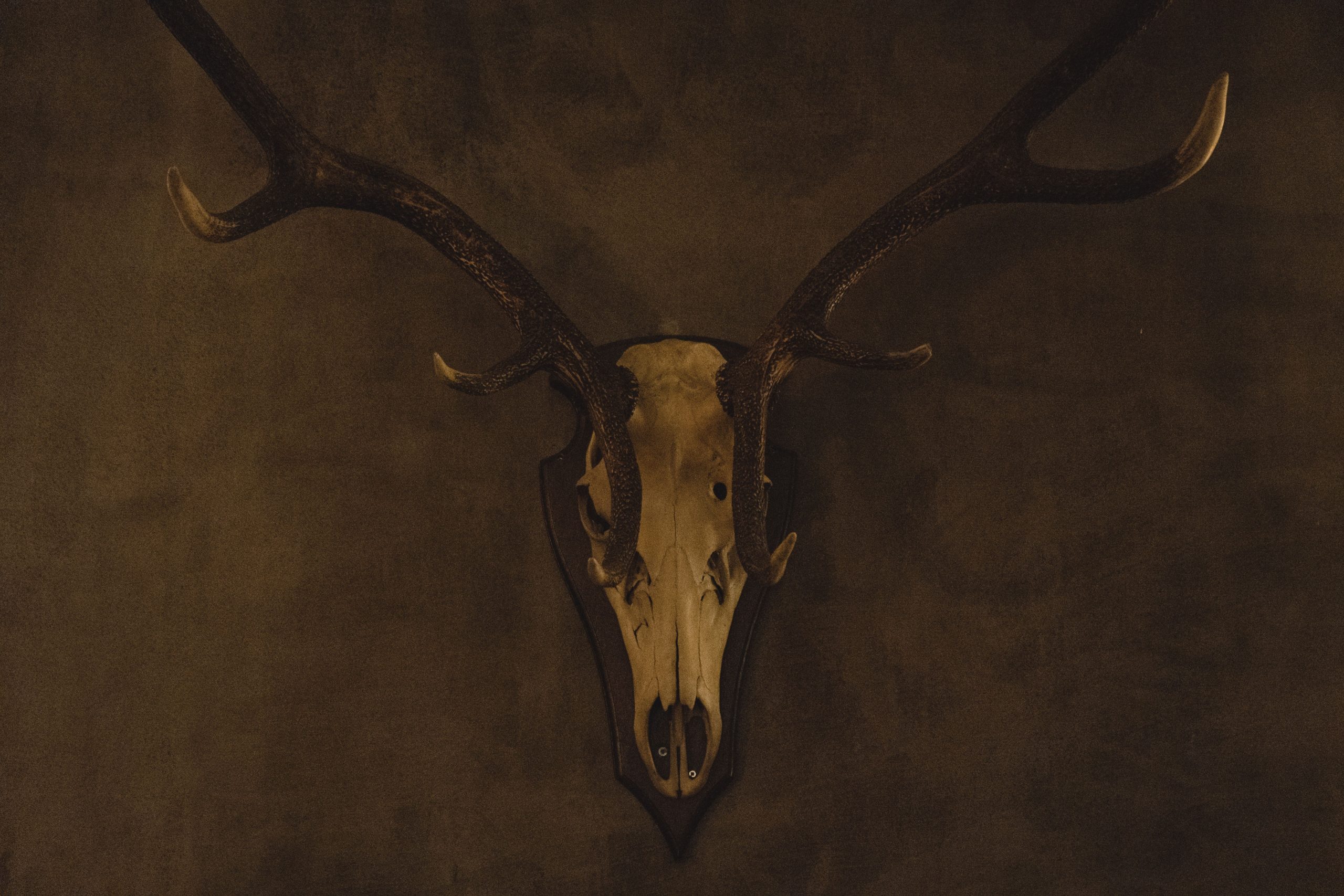 Crâne bois cerf vintage mur sombre rustique