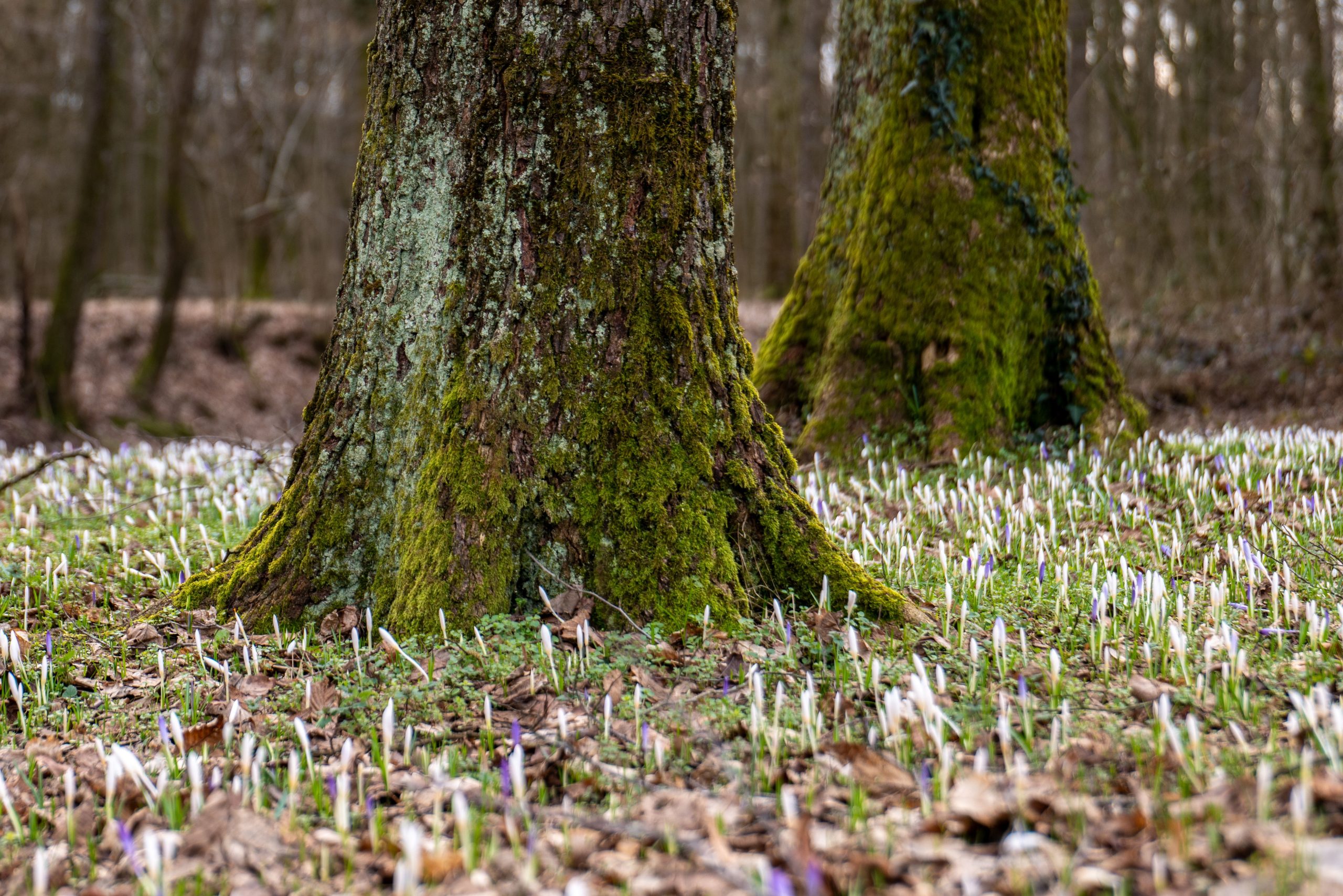 Tronc moussu entouré de crocus fleuris