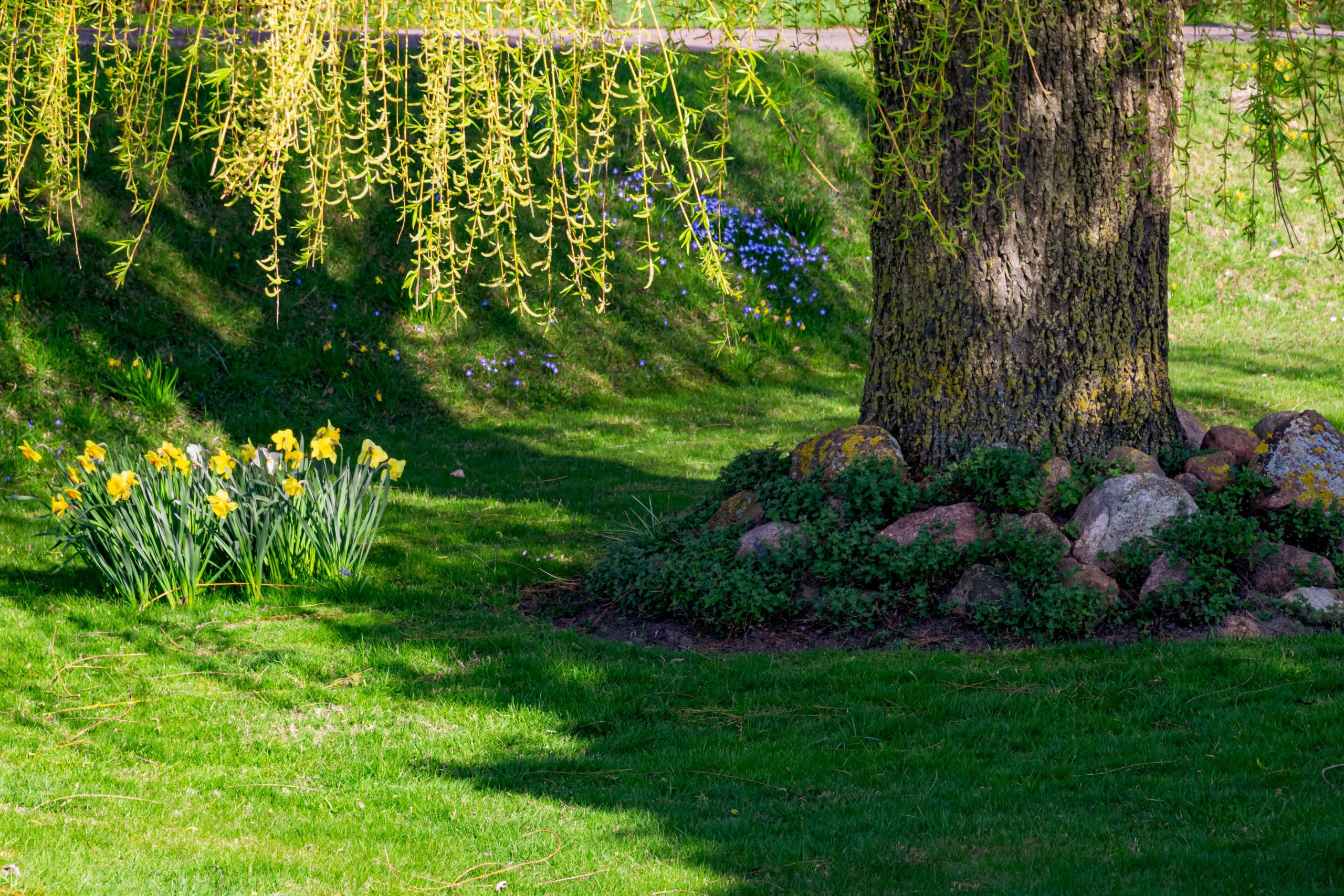 Printemps avec jonquilles sous grand arbre