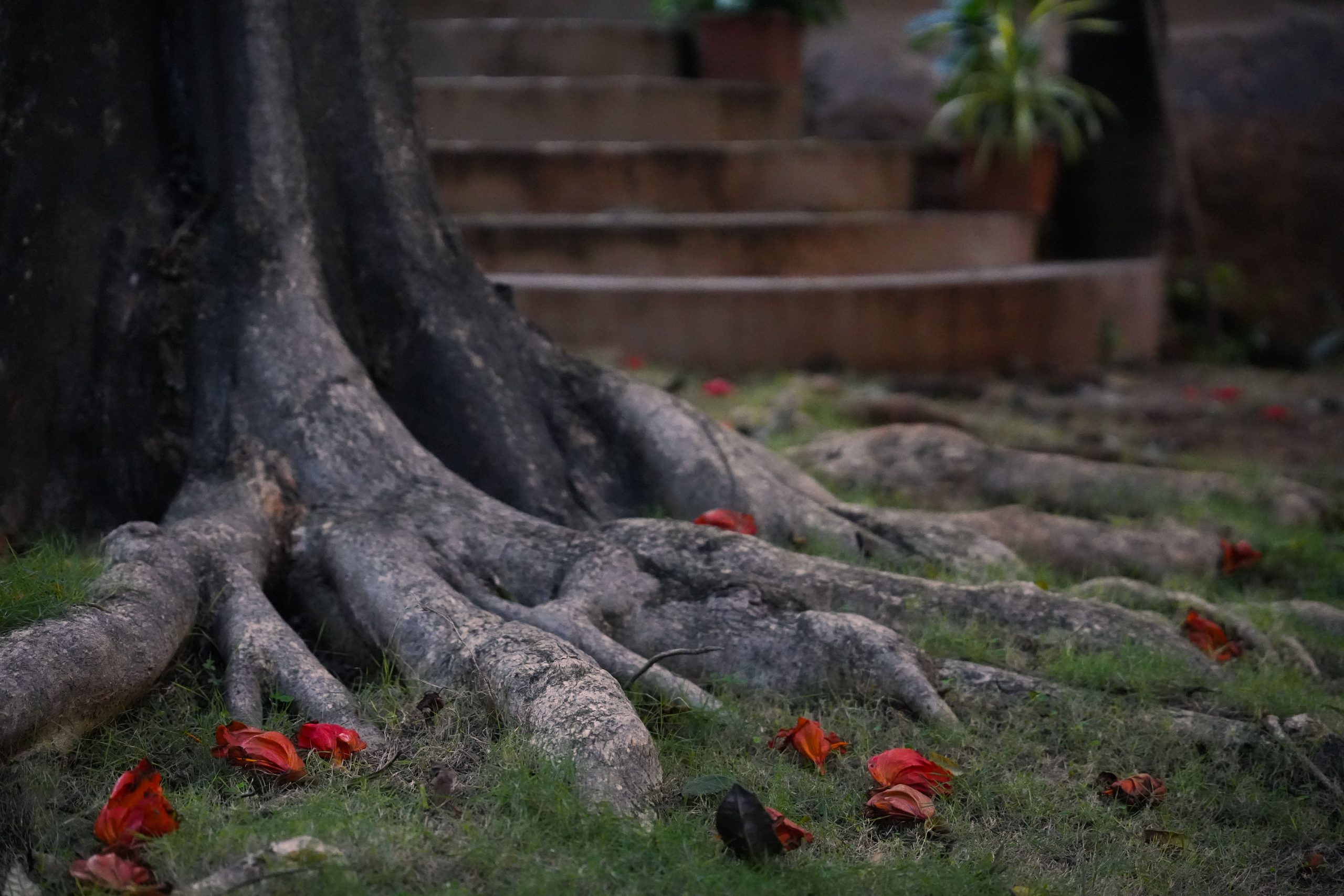 Tronc d'arbre avec racines et petales rouges