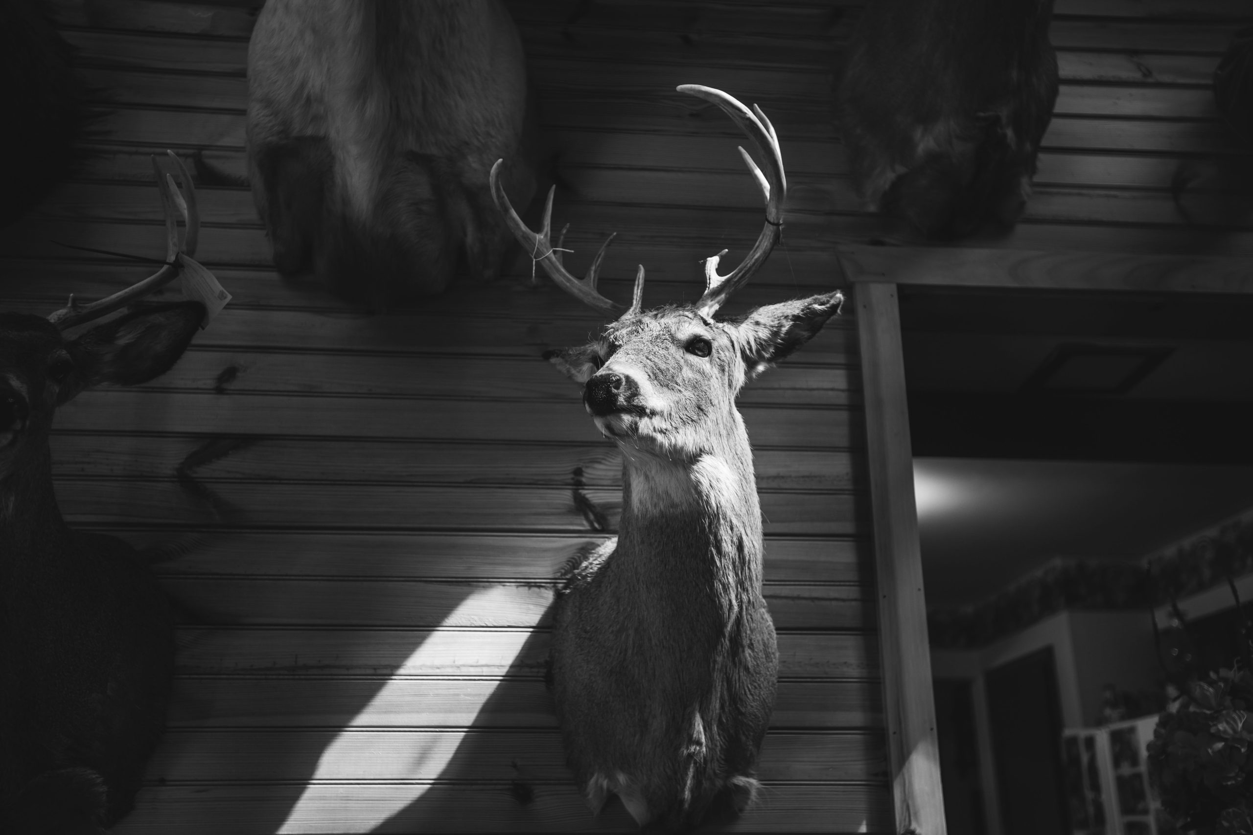 Tête cerf taxidermie noir blanc mur bois